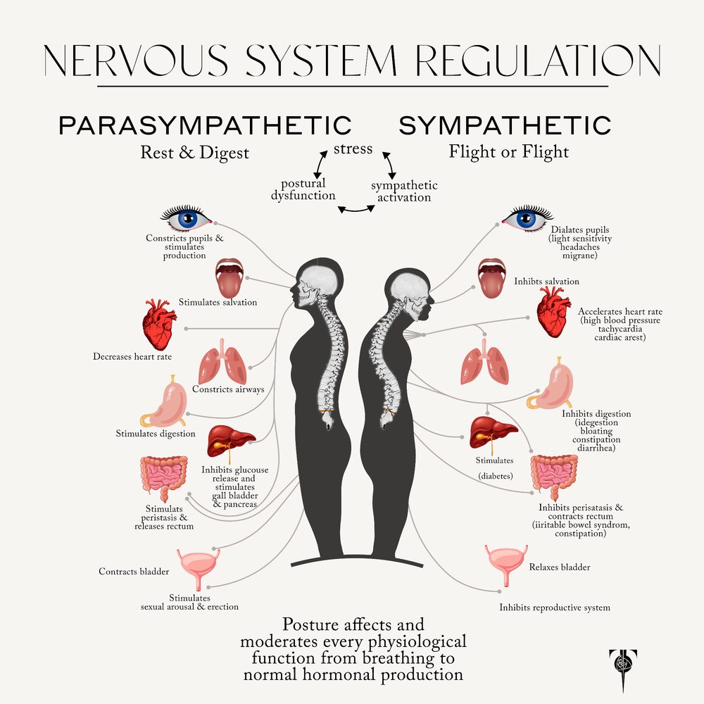 Nervous System Regulation. How steady pressure at certain points shifts the body out of fight or flight and toward the rest and digest state.